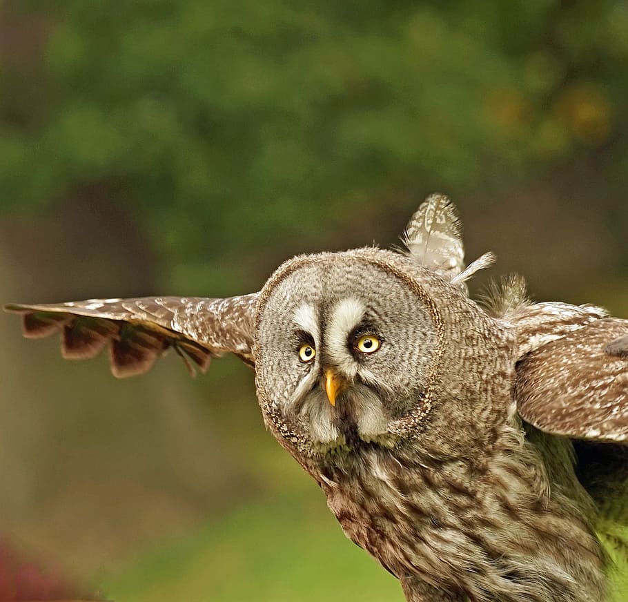 closeup photography of brown and grey owl at daytime, eagle owl HD wallpaper