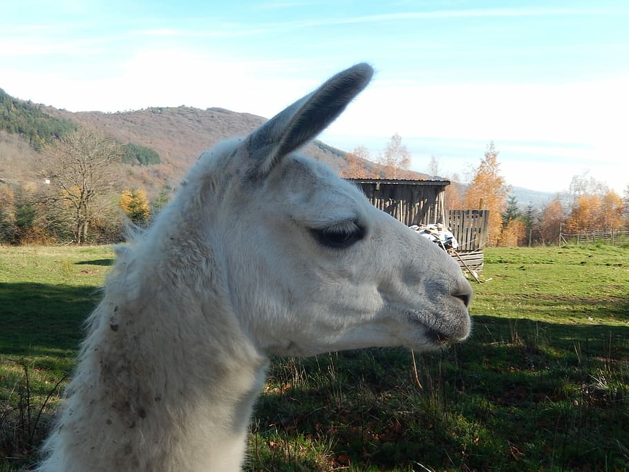 Lama, Animal, White, one animal, animal themes, domestic animals HD wallpaper