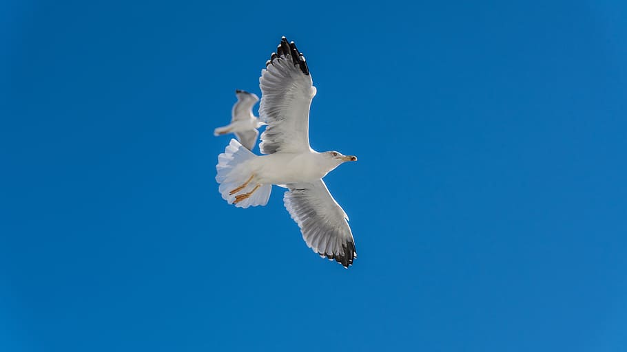 sky, flight, nature, bird, wing, gulls, flying, animal, animal themes HD wallpaper