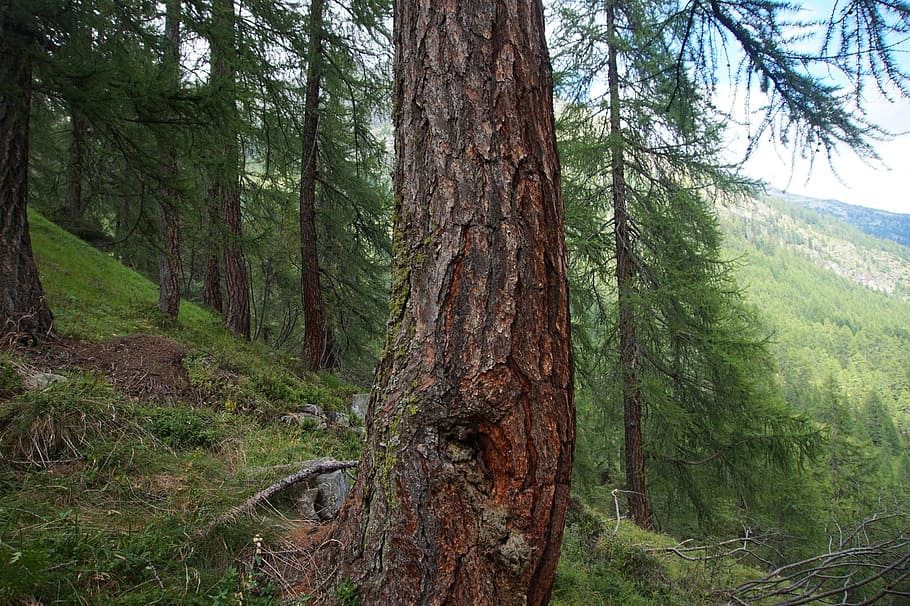 pine, forest, alpine, log, tree, nature, conifer, green, summer HD wallpaper