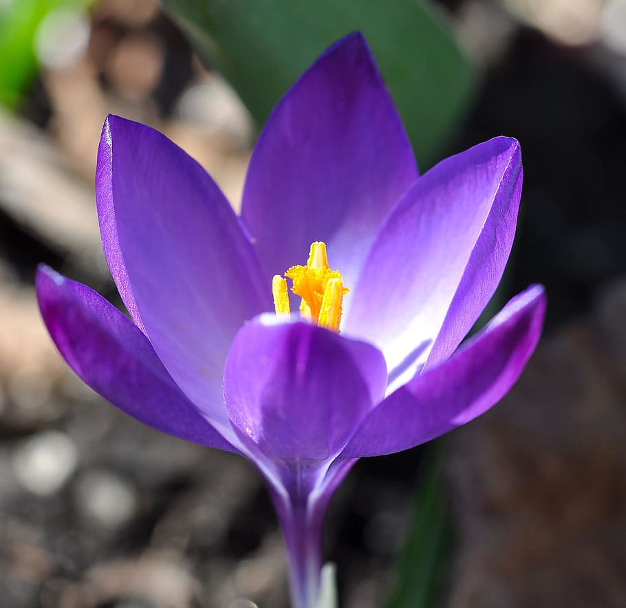 Crocus, Flower, Blossom, Bloom, Plant, spring flower, purple HD wallpaper