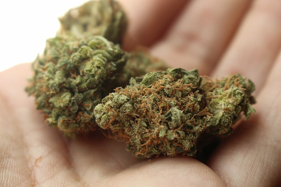 person holding marijuana buds, Weed, Cannabis, Stoner, Pot, 420