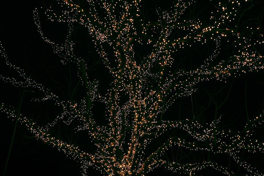 low light photography of trees with string lights, brown and black abstract artwork closeup photo, HD wallpaper