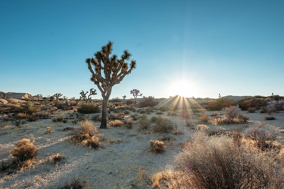 dry grass at daytime in an open field, plants on dry field, tree HD wallpaper