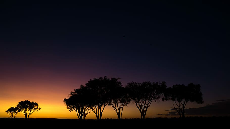 silhouette of trees at savanna, seven silhoutte of trees near open field at nighttime HD wallpaper