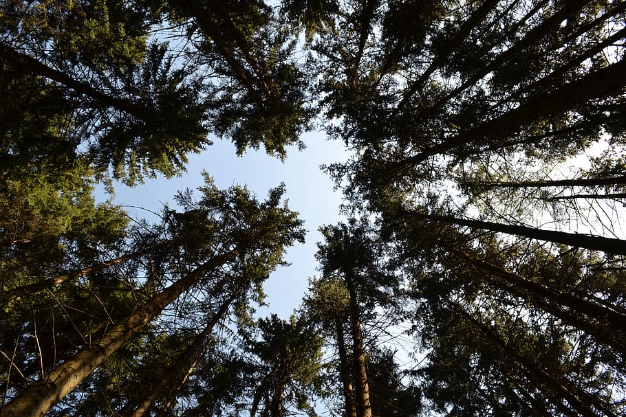 trees, forest, sky, light, vegetation, high, greens, plant HD wallpaper