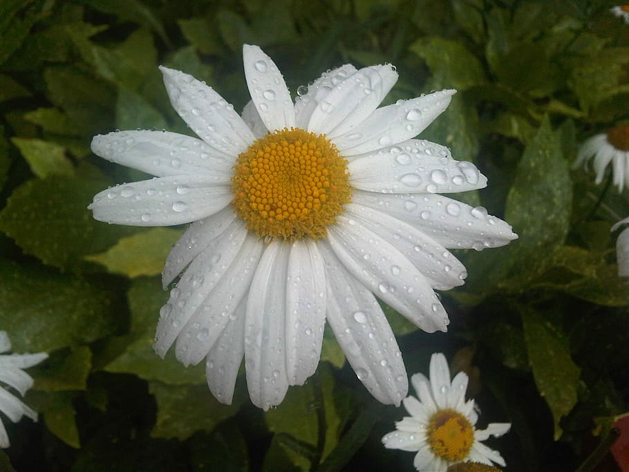 Flower, Daisy, White, Rainy, Nature, fresh, petal, plant, fragility HD wallpaper