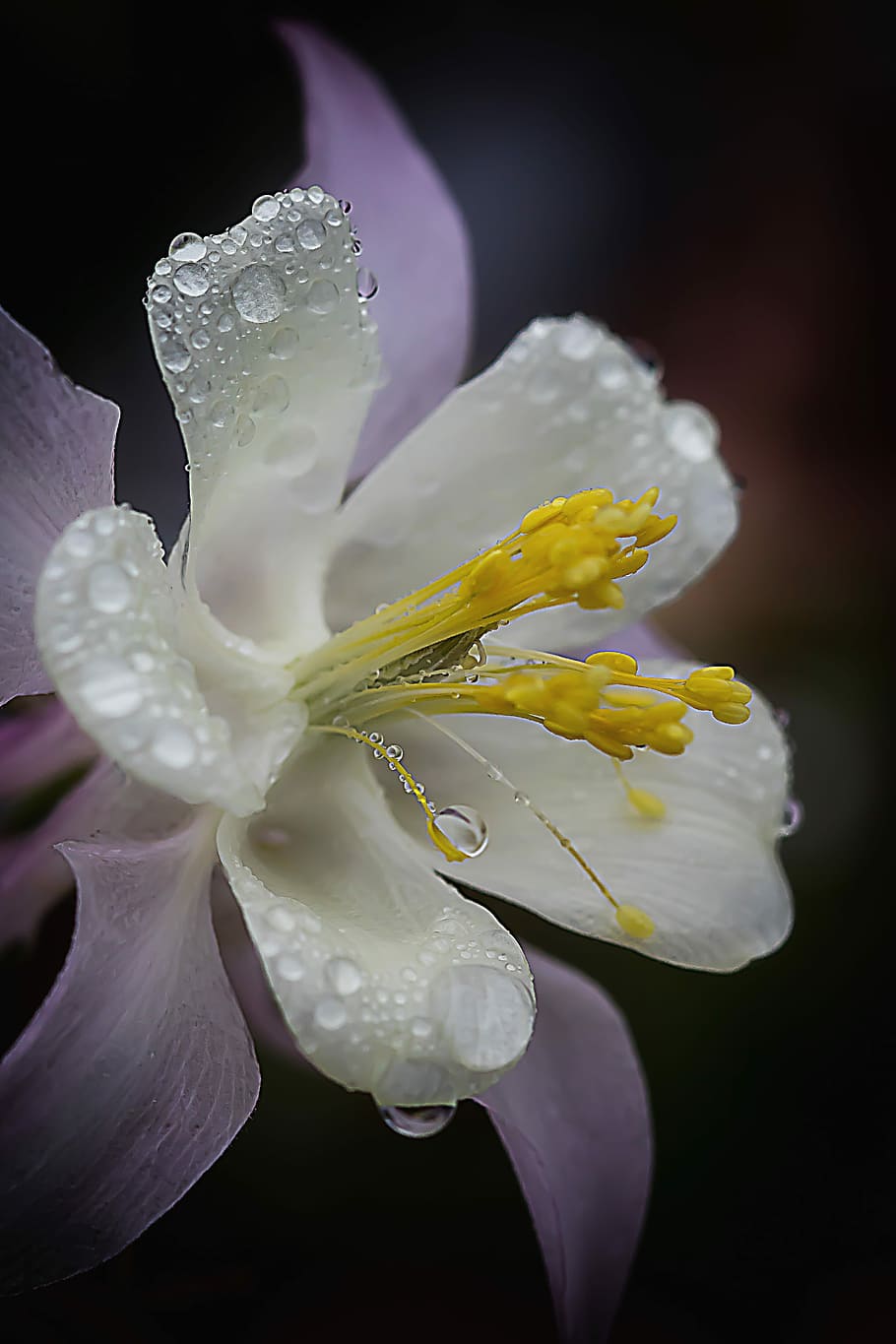 Columbine, Drip, Raindrop, Nature, blossom, bloom, dewdrop HD wallpaper