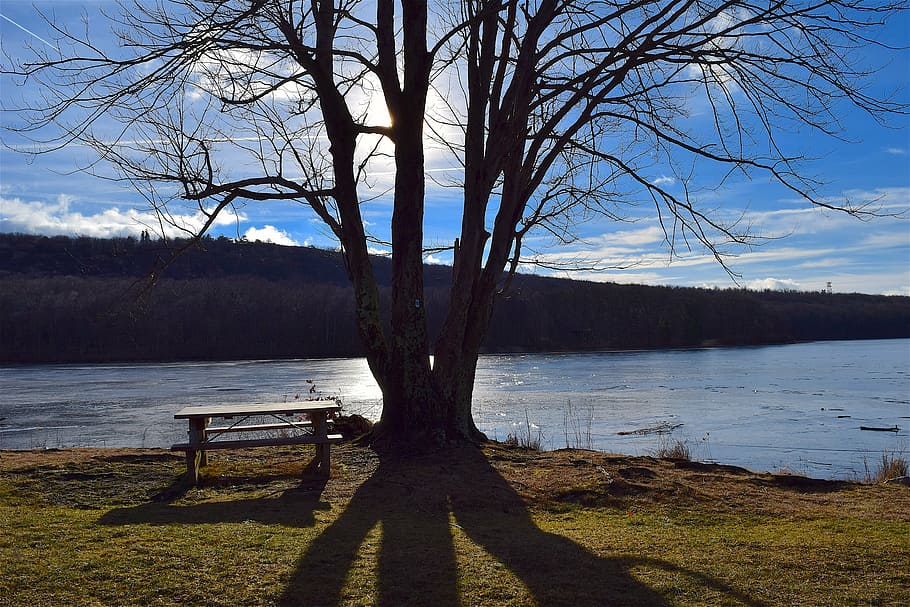 tree, shadow, lake, winter, cold, sunlight, silhouette, grass HD wallpaper