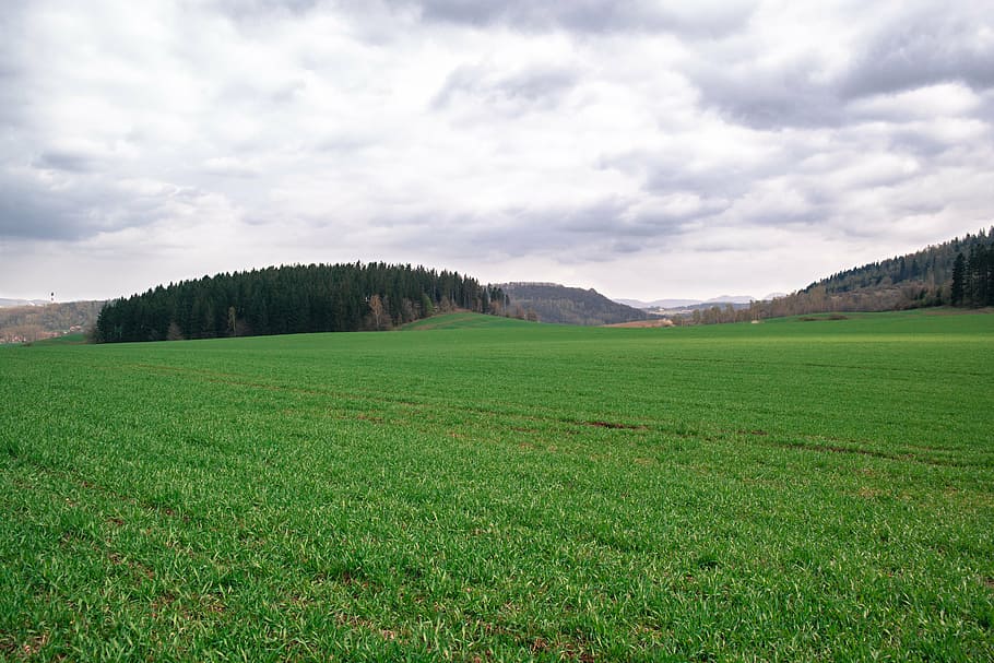 grass, meadow, nature, meadow grass, green, vegetation, background HD wallpaper