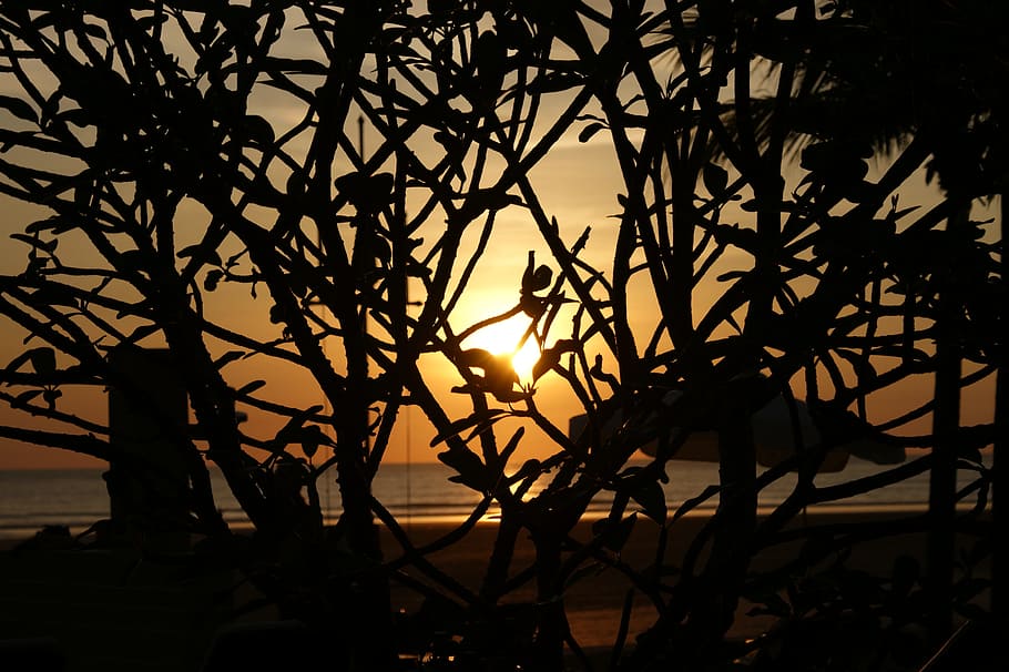 tree, silhouette, sunset, sky, plant, beauty in nature, branch HD wallpaper