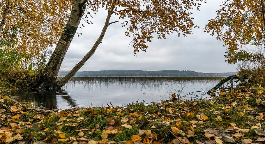water, lake, birch, trees, leaves, forest, plant, beauty in nature HD wallpaper