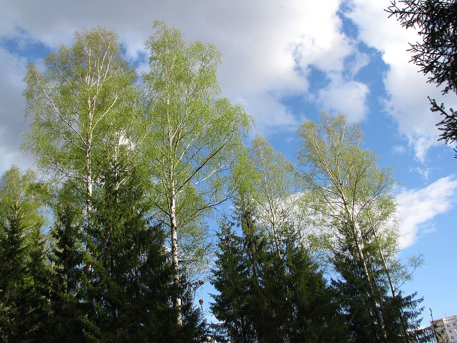 spring, blue sky, clouds, landscape, forest, sun, cumulus clouds HD wallpaper