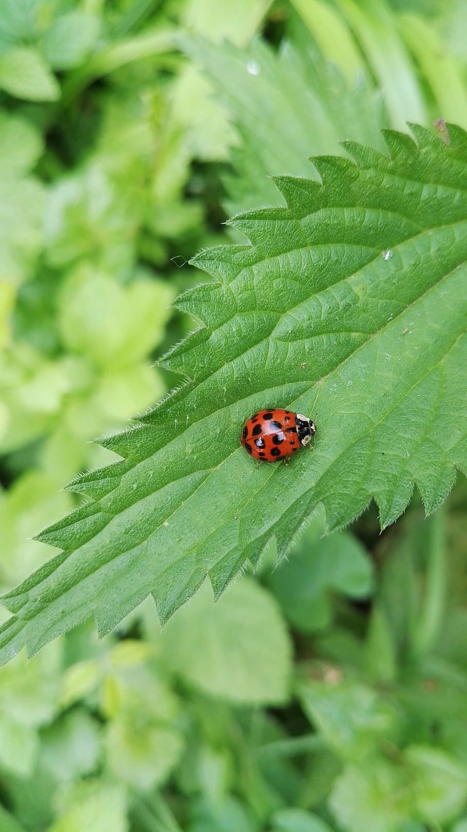 nature, ladybug, plant, beetle, plant part, leaf, insect, invertebrate HD wallpaper