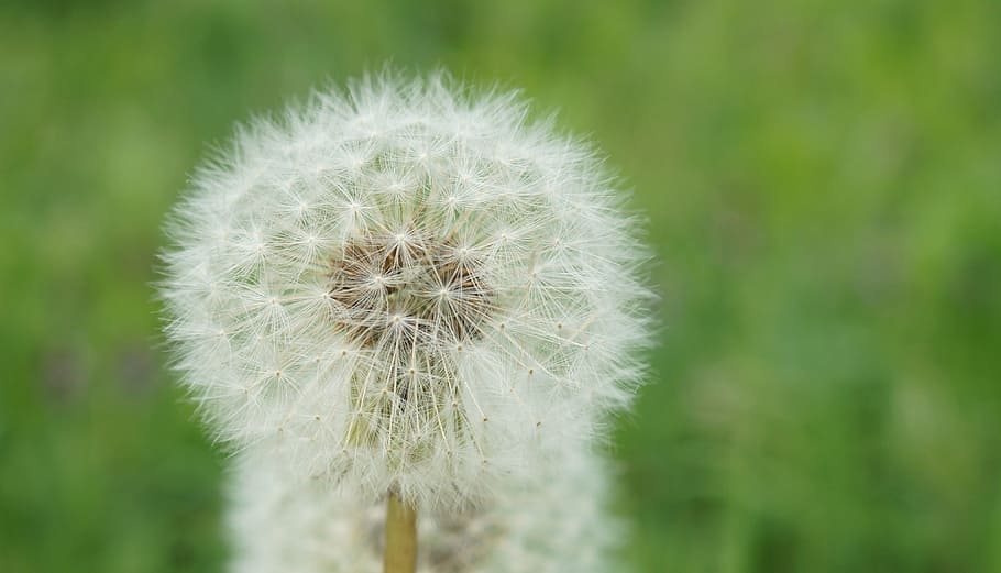 dandelion, seeds, roadside, flower, close, common dandelion HD wallpaper