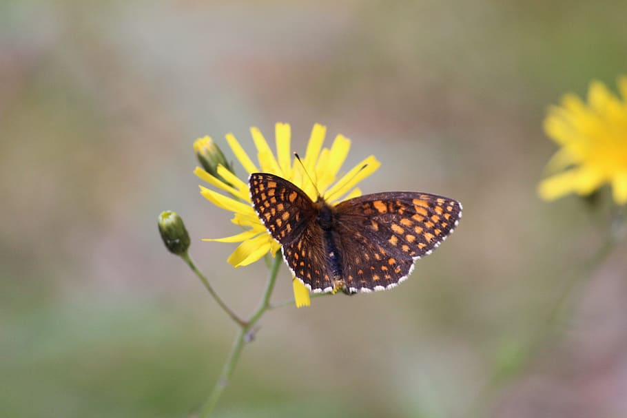 butterfly, flower, insect, animal wildlife, beauty in nature HD wallpaper