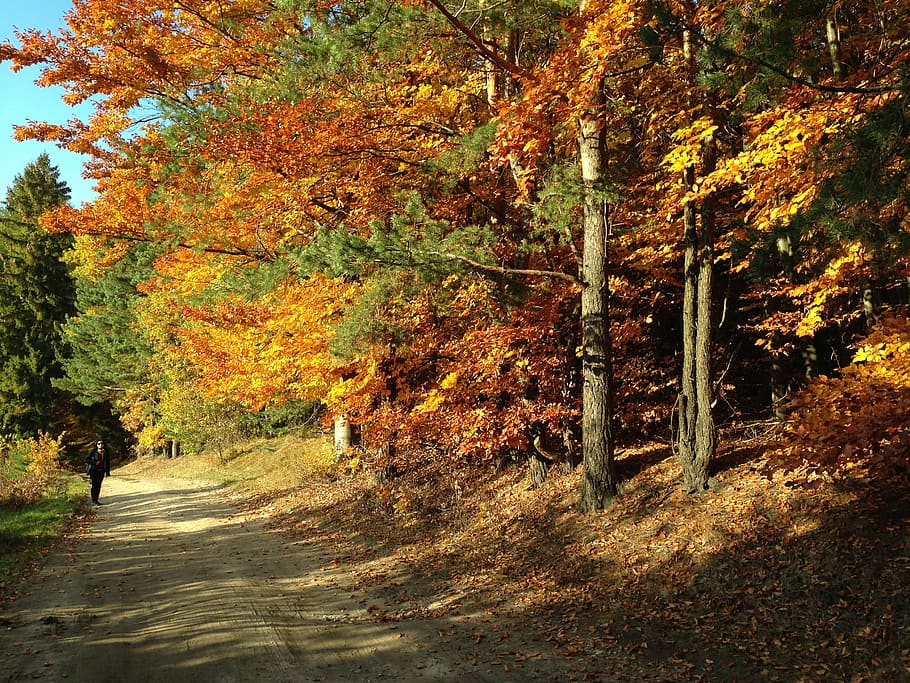 Way, Forest, Tree, Landscape, autumn, foliage, nature, autumn gold HD wallpaper