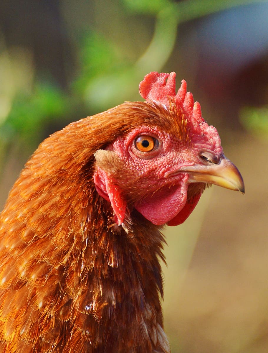 wildlife photography brown chicken, hen, poultry, range, livestock HD wallpaper