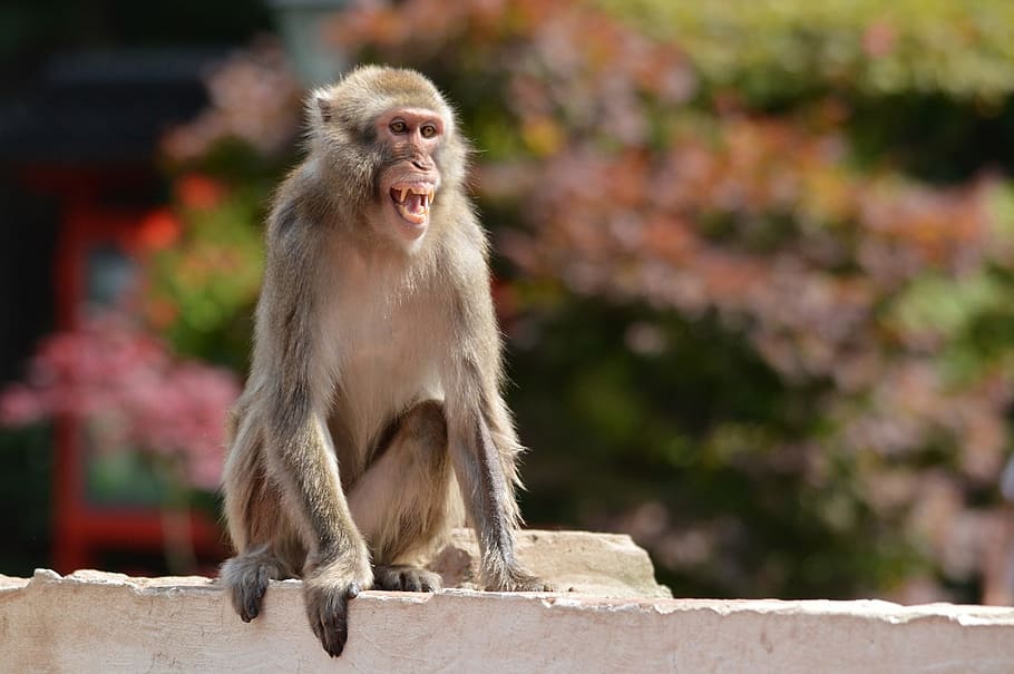 monkey, ape, series, macaque, primate, animal, wildlife, zoology HD wallpaper