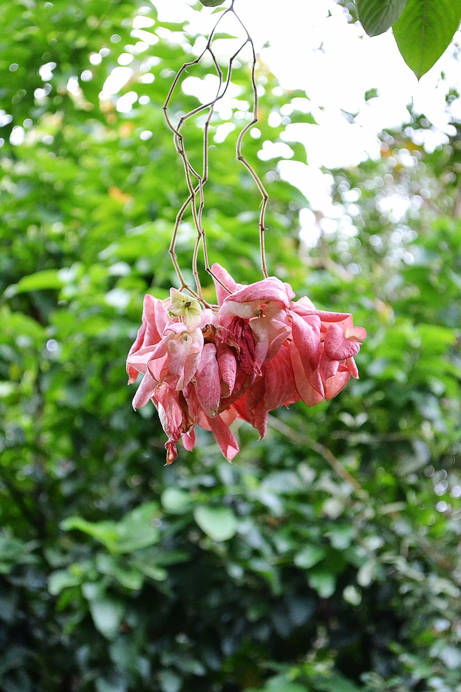 musunda, rose flower, rose color, nature, plant, vegetation