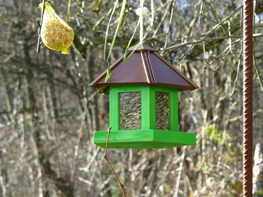 Bird, Aviary, Feed, Winter, birds, green, tit, bird seed, sunflower seeds HD wallpaper