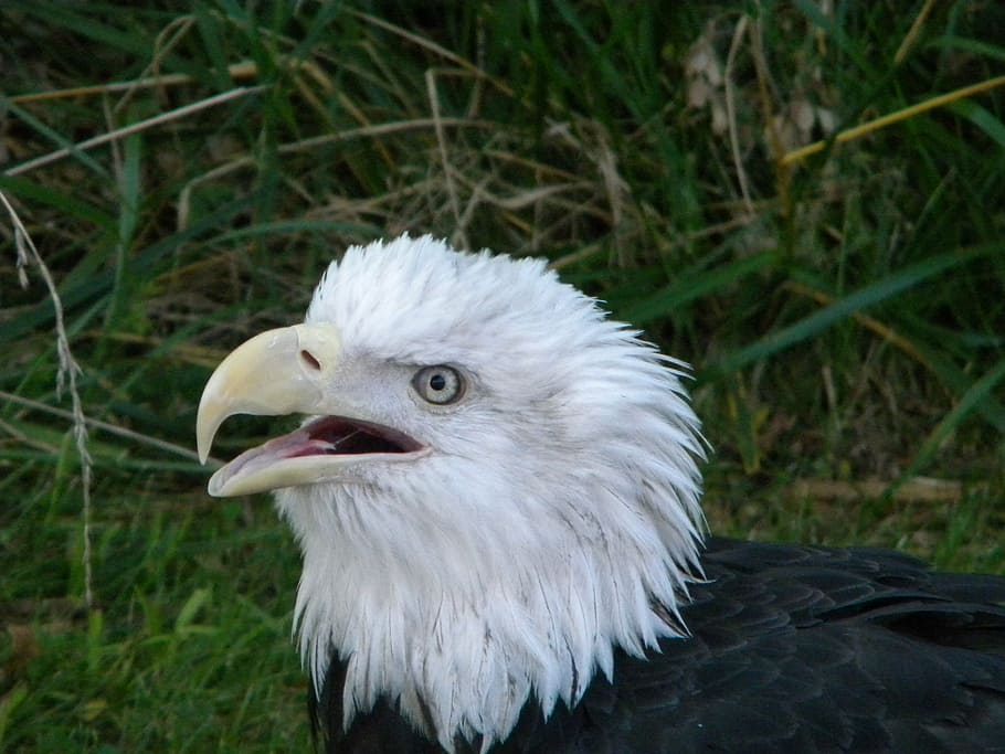 eagle, bald eagles, dom, symbol, united states, bird, nature HD wallpaper