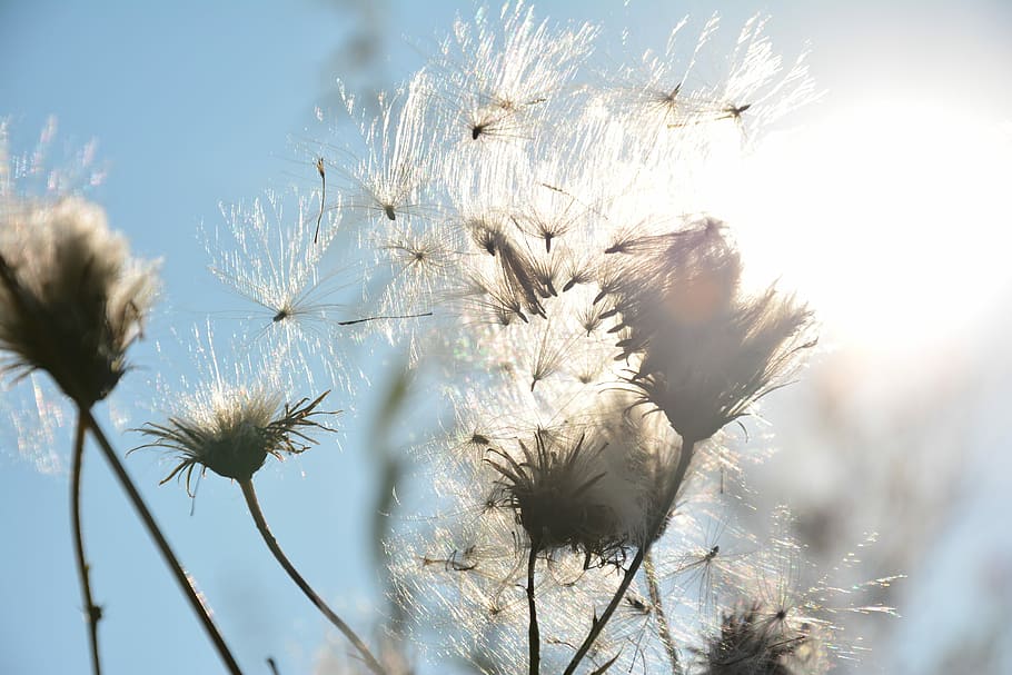 Thistle, Seeds, Sun, Dried, summer, nature, close, flower, plant HD wallpaper