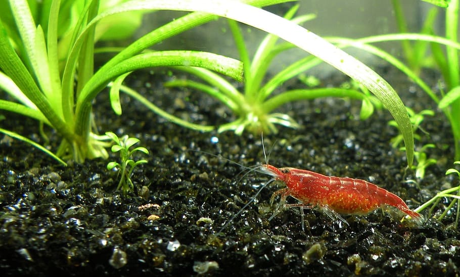 red prawn, Cherry Shrimp, Aquarium, sagittaria subulata, neocaridina davidi