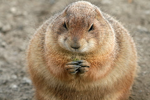 brown rodent, pet, guy, eat, eating, fur coat, fat, french toast HD wallpaper