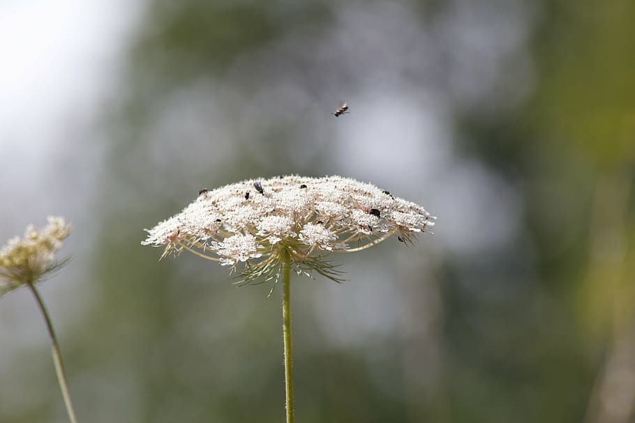 sheep gift, nature, insect, close, white, flora, fauna, plant HD wallpaper