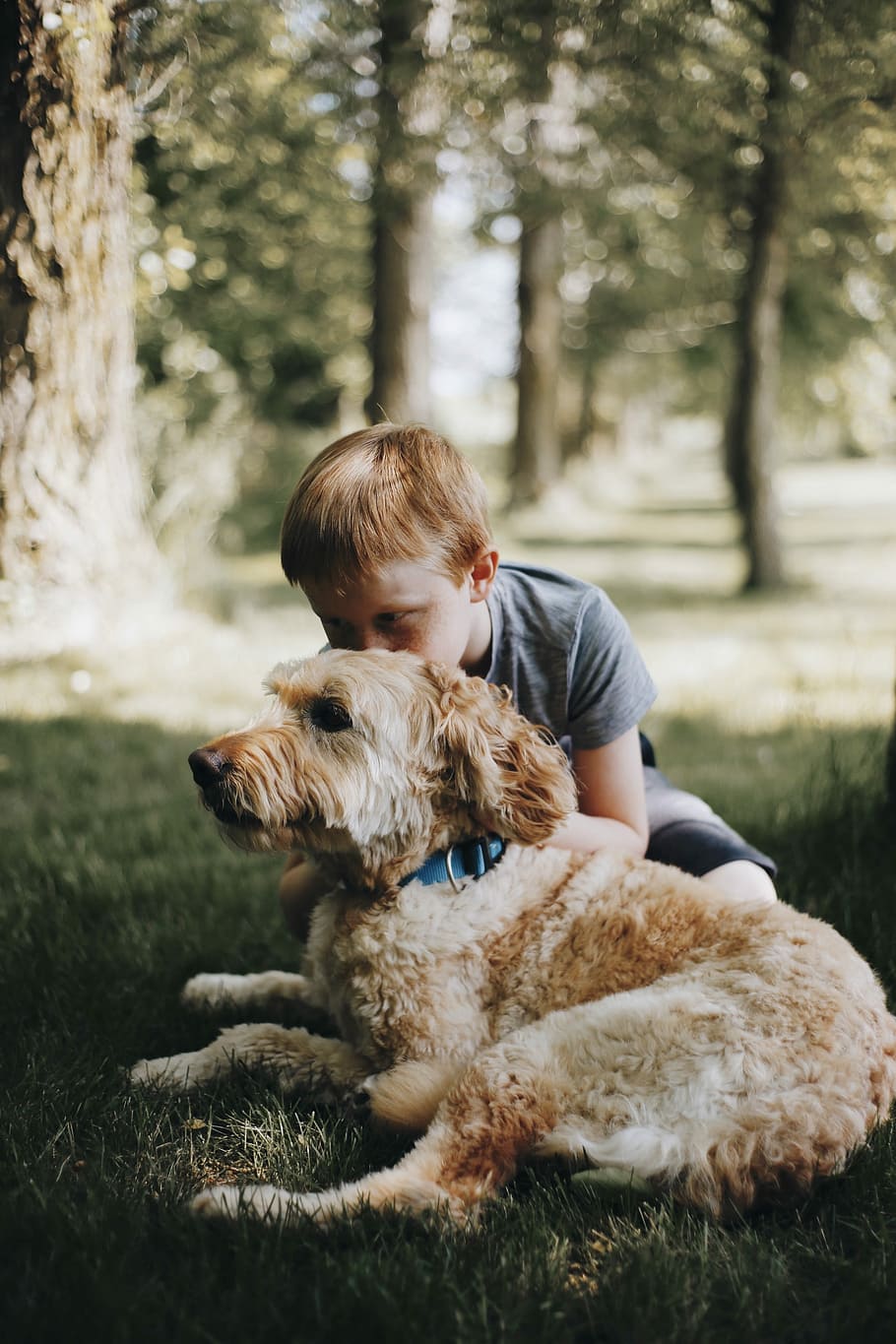 boy kissing dog laying on grass, boy hugging labradoodle at the lawn, HD wallpaper