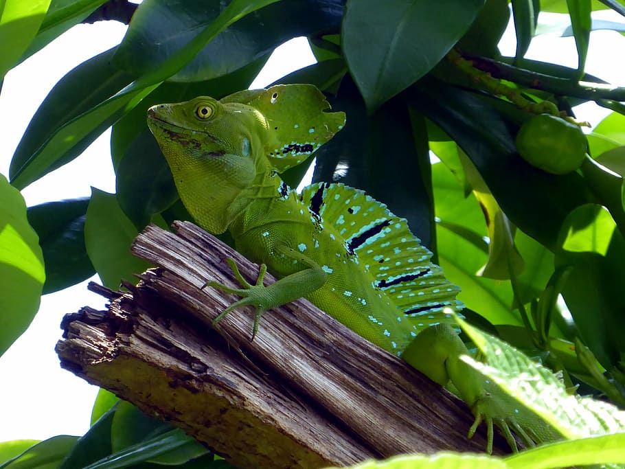 lizard, reptile, green, blue, costa rica, cahuita, animal, nature, HD wallpaper