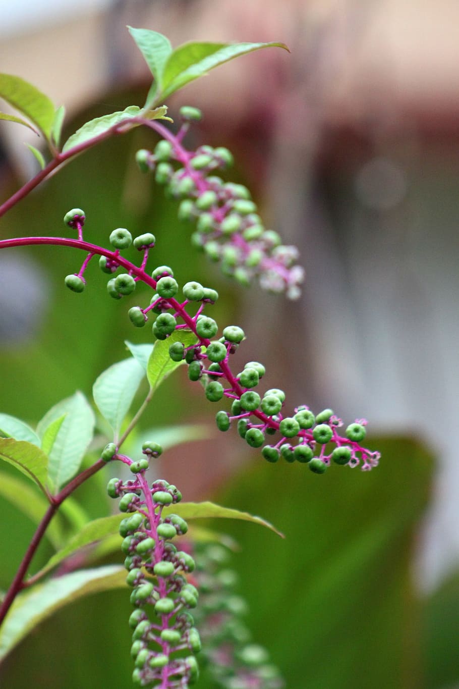 plant, green, leaf, berries, summer, environment, natural, fresh HD wallpaper
