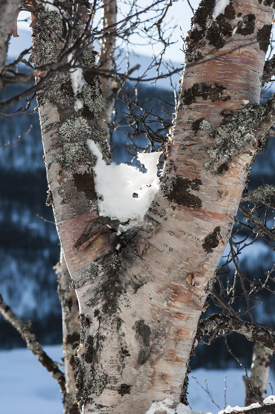 three, snow, winter, nature, tree, plant, tree trunk, day, cold temperature HD wallpaper