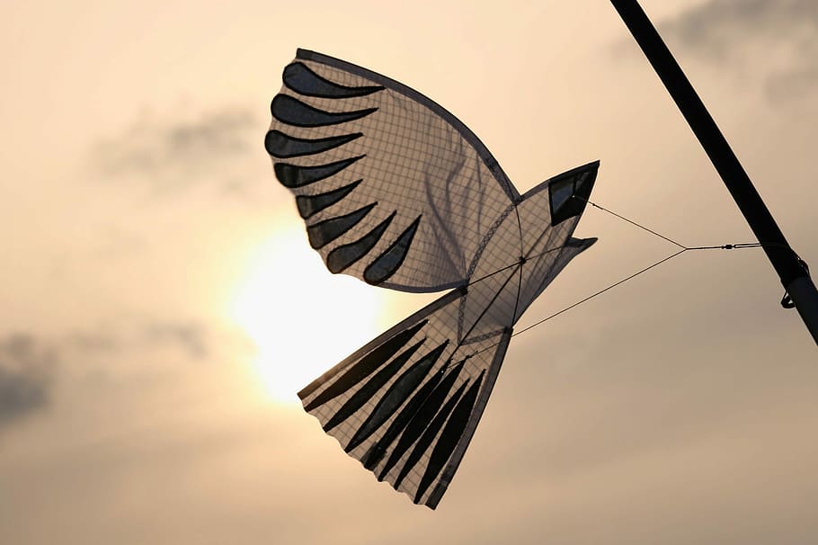 sunset, dragons, seagull, on leash, dom, abendstimmung, clouds HD wallpaper