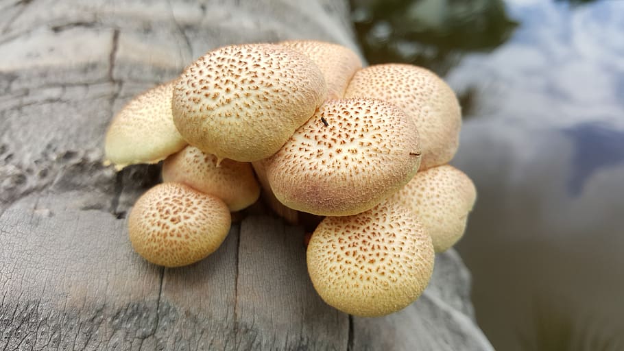 wild, mushroom, organic, close-up, food, no people, growth HD wallpaper