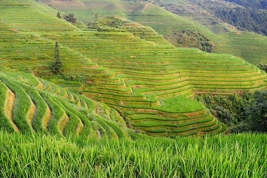 Banaue Rice Terraces, Philippines, mountain covered by green grass HD wallpaper