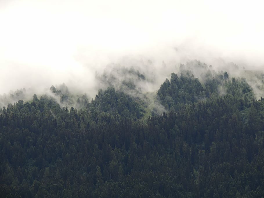 green trees surrounded by fogs during daytime, nature, landscape HD wallpaper