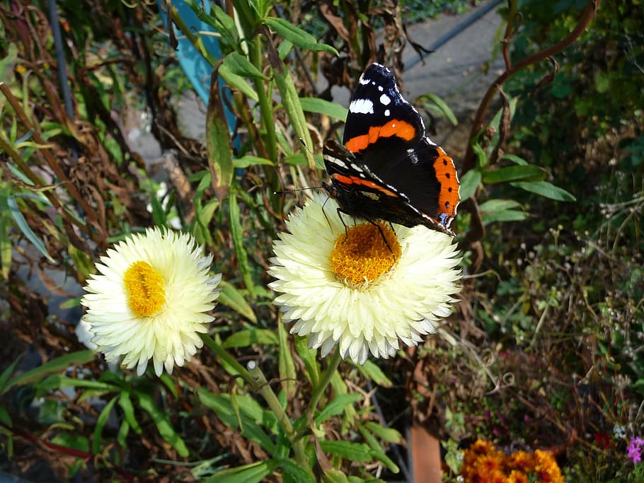 butterfly, insect, flower, nature, butterfly - Insect, summer HD wallpaper