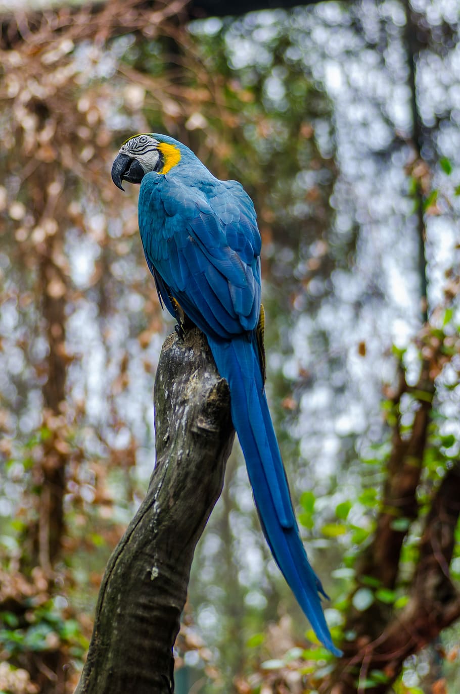 bokeh shot of blue and yellow bird, blue-and-gold macaw standing on tree branch HD wallpaper