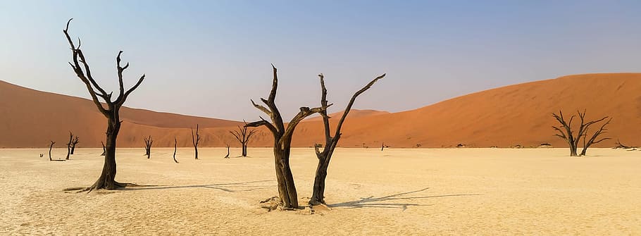 brown tree on desert, africa, namibia, landscape, dunes, sand dunes