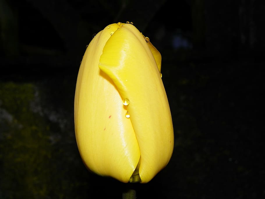 tulip, flower, dew, yellow, floral, closed, food and drink HD wallpaper