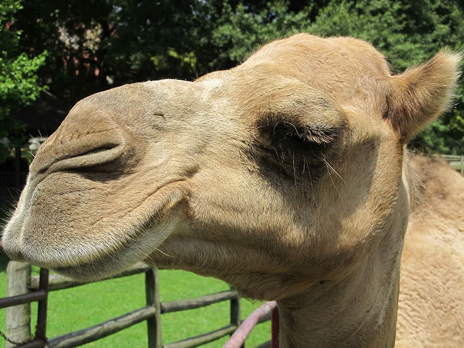 Camel, Head, Dromedary, Portrait, mother, close up, animal HD wallpaper