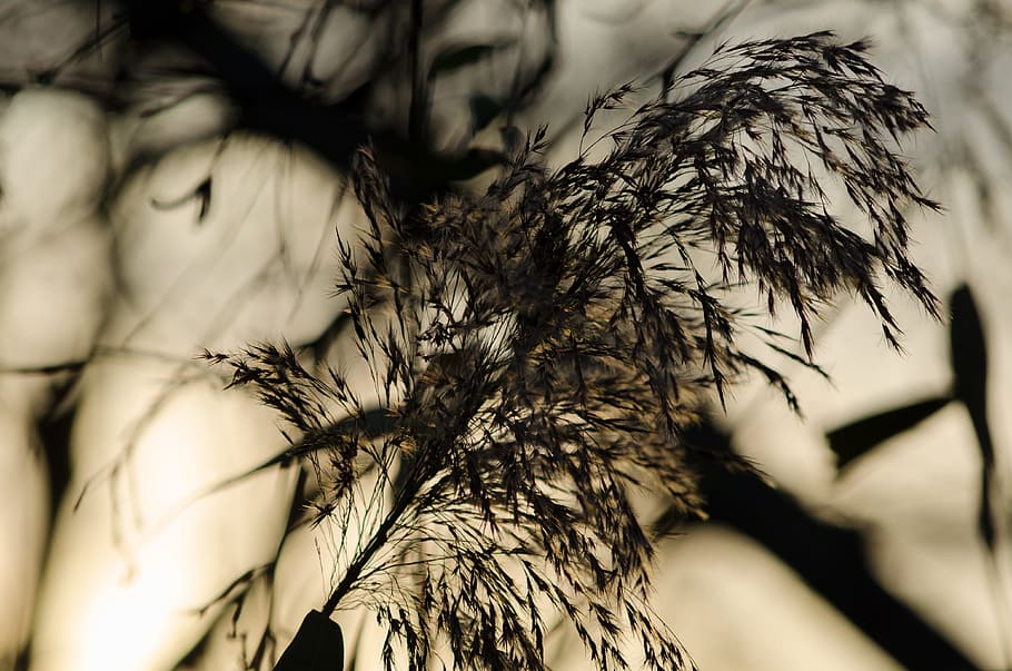 reed, nature, grass, grasses, plant, back light, autumn, garden HD wallpaper