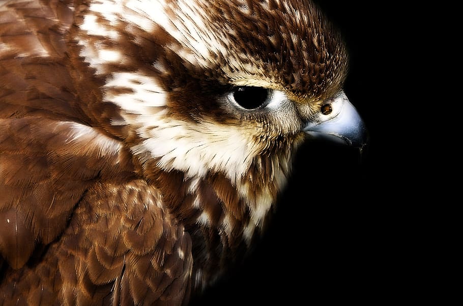 HD wallpaper: hawk, head, young, eye, gliding, fly, feathers, bird, field |  Wallpaper Flare