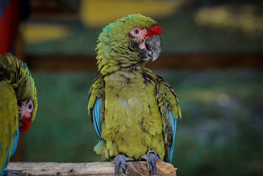 macaw, ave, bird, parrot, animal, tropical bird, exotic bird HD wallpaper