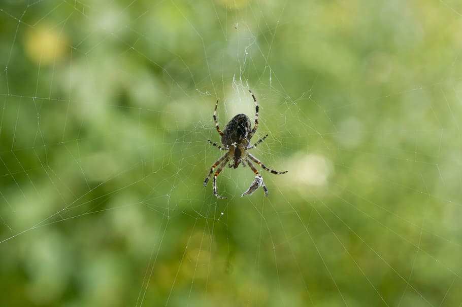 spider, cobweb, nature, close, network, arachnid, spider web HD wallpaper