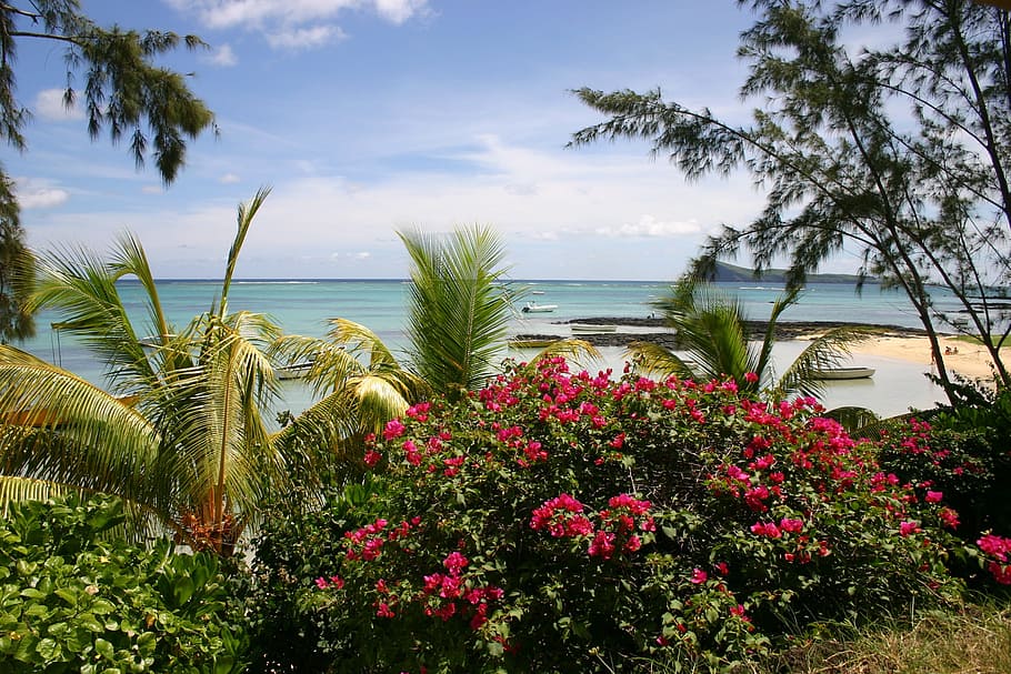 Mauritius, Beach, Palm Trees, sea, nature, summer, sky, coastline HD wallpaper