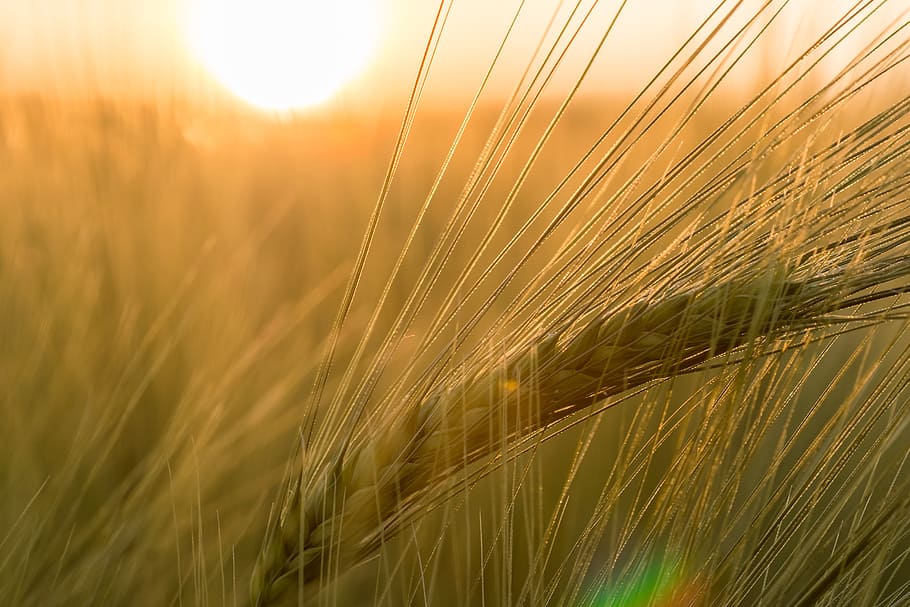green leaf plants, barley, field, ear, macro, golden yellow HD wallpaper