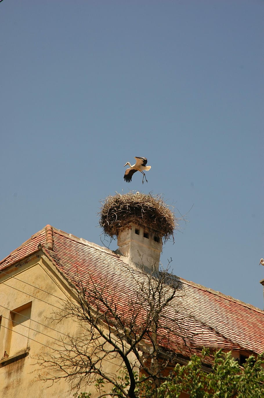 Stork, Nest, Bird, Landing, sky, blue, summer, outdoor, clear HD wallpaper